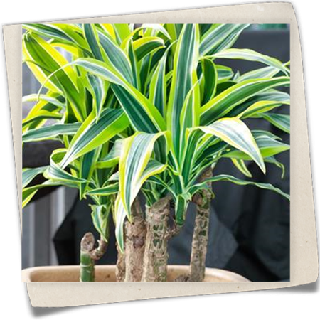 Drachenbaum 'Golden Coast' Drachenbaum 'Golden Coast'