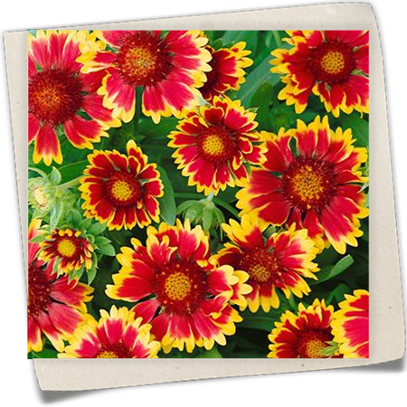 Großblumige Garten-Kokardenblume 'Kobold' Großblumige Garten-Kokardenblume 'Kobold'