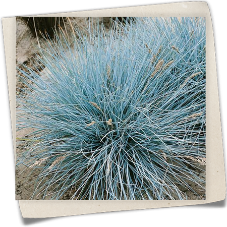 Garten-Blau-Schwingel 'Uchte' Garten-Blau-Schwingel 'Uchte'