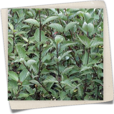 Schwarzholz-Hartriegel 'Kesselringii' Schwarzholz-Hartriegel 'Kesselringii'