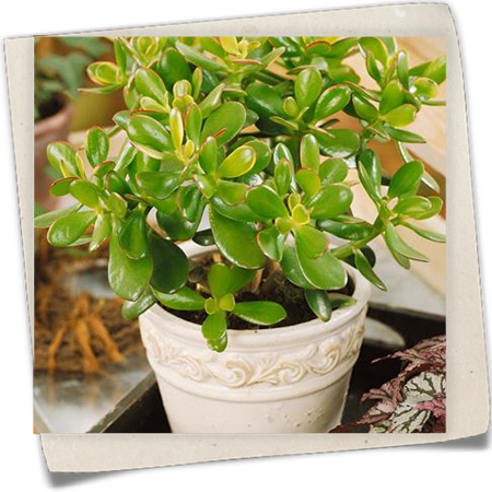 Geldbaum 'Hummel´s Sunset' Geldbaum 'Hummel´s Sunset'