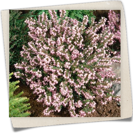 Winterblühende Heide 'Winter Treasure' Winterblühende Heide 'Winter Treasure'