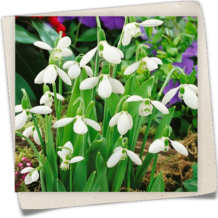 Elwes-Schneeglöckchen Elwes-Schneeglöckchen