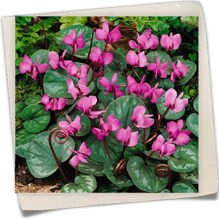 Garten-Frühlings-Alpenveilchen 'Roseum' Garten-Frühlings-Alpenveilchen 'Roseum'