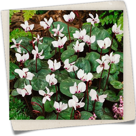 Garten-Frühlings-Alpenveilchen 'Album' Garten-Frühlings-Alpenveilchen 'Album'