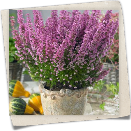 Glockenheide 'Beauty Queens'® Glockenheide 'Beauty Queens'®