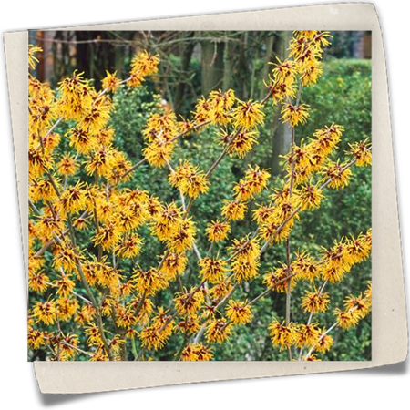 Zaubernuss 'Orange Beauty' Zaubernuss 'Orange Beauty'