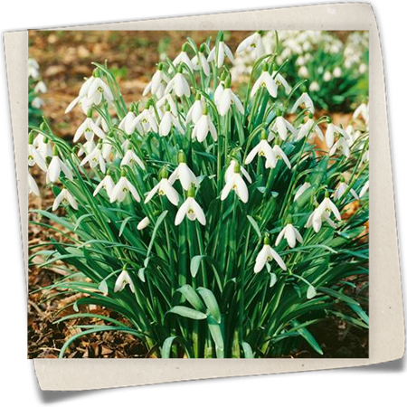 Kleines Schneeglöckchen Kleines Schneeglöckchen