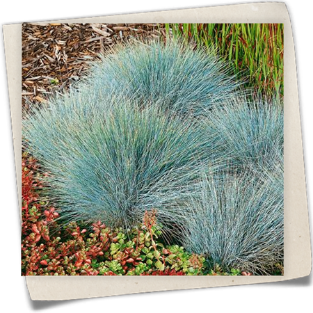 Blau-Schwingel 'Elijah Blue' Blau-Schwingel 'Elijah Blue'