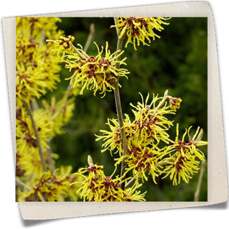 Zaubernuss 'Westerstede' Zaubernuss 'Westerstede'