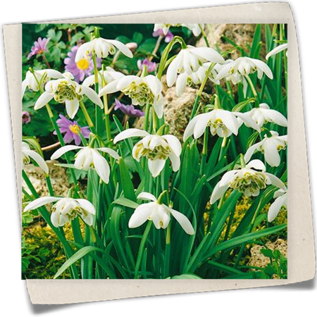 Kleine Schneeglöckchen 'Flore Pleno' Kleine Schneeglöckchen 'Flore Pleno'