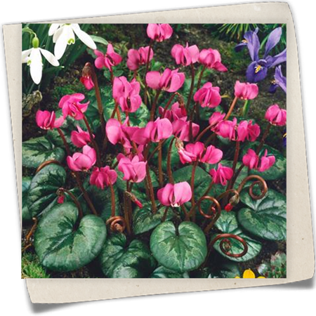 Garten-Frühlings-Alpenveilchen 'Rubrum' Garten-Frühlings-Alpenveilchen 'Rubrum'