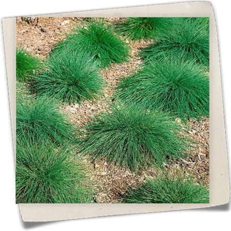 Garten-Schaf-Schwingel 'Eisvogel' Garten-Schaf-Schwingel 'Eisvogel'