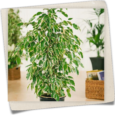 Birken-Feige Birken-Feige