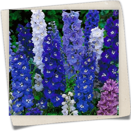 Rittersporn 'Magic Fountains Dark Blue White Bee' Rittersporn 'Magic Fountains Dark Blue White Bee'