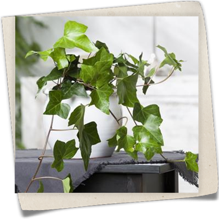 Zimmer-Efeu Zimmer-Efeu