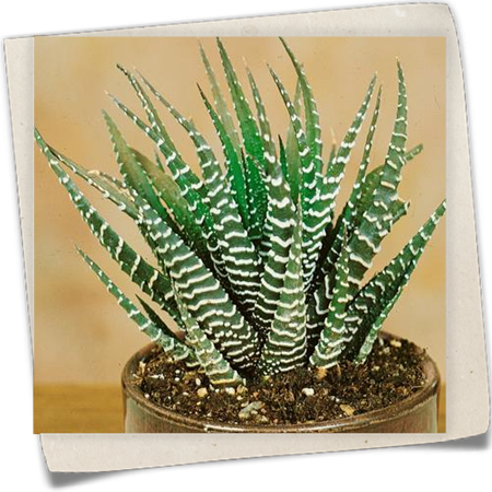 Haworthie 'Big Band' Haworthie 'Big Band'