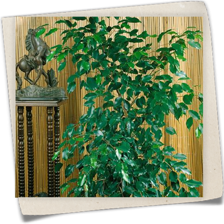 Birken-Feige 'Exotica' Birken-Feige 'Exotica'