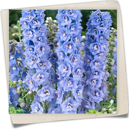 Rittersporn 'Magic Fountains Sky Blue White Bee' Rittersporn 'Magic Fountains Sky Blue White Bee'