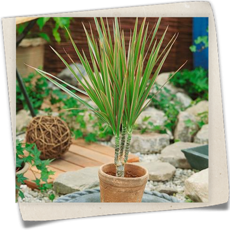 Drachenbaum 'Bicolor' Drachenbaum 'Bicolor'