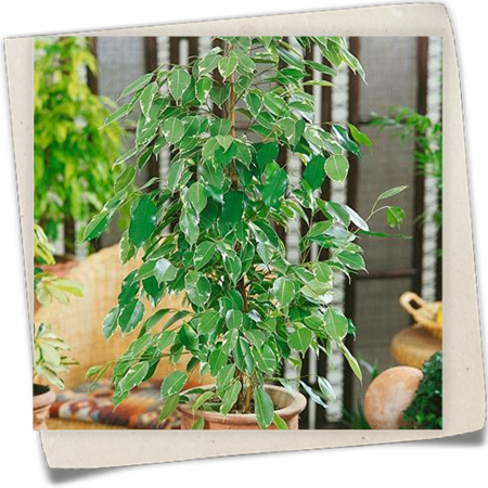 Birken-Feige 'Golden King' Birken-Feige 'Golden King'