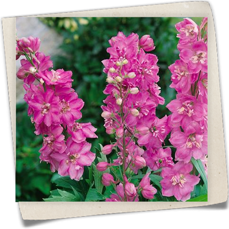 Pacific-Garten-Rittersporn 'Astolat' Pacific-Garten-Rittersporn 'Astolat'