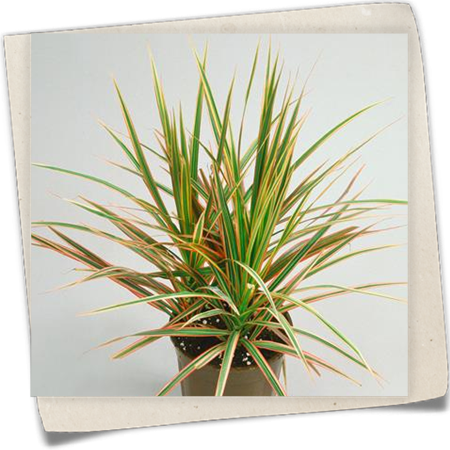 Drachenbaum 'Magenta' Drachenbaum 'Magenta'