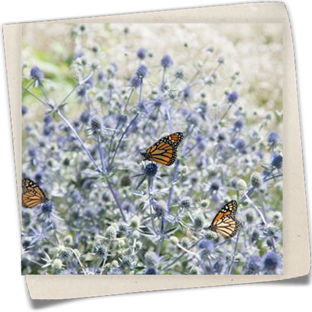 Flachblättriger Mannstreu Flachblättriger Mannstreu