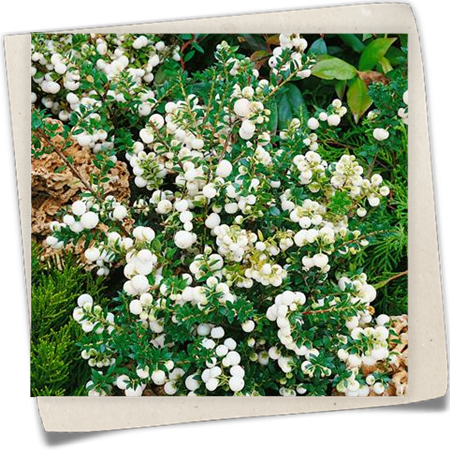 Torfmyrte 'Alba' Torfmyrte 'Alba'