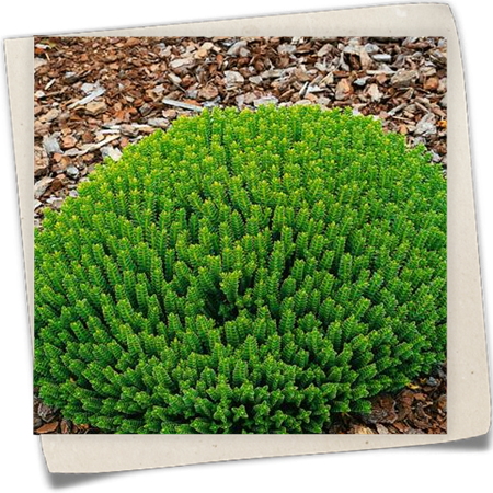 Buchsblättrige Strauchveronika 'Nana' Buchsblättrige Strauchveronika 'Nana'