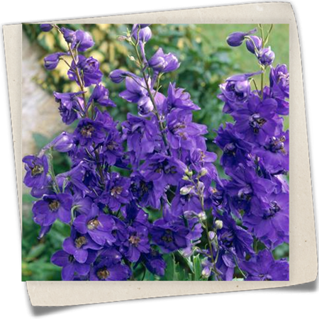 Pacific-Garten-Rittersporn 'Black Knight' Pacific-Garten-Rittersporn 'Black Knight'