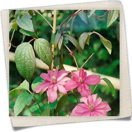 Berg-Waldrebe 'Broughton Star' Berg-Waldrebe 'Broughton Star'