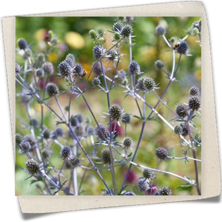 Kleiner Garten-Mannstreu 'Blaukappe' Kleiner Garten-Mannstreu 'Blaukappe'