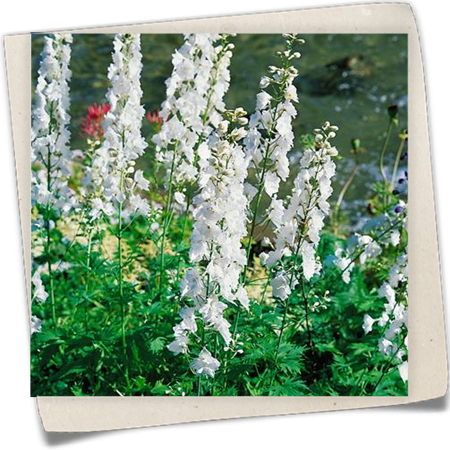 Pacific-Garten-Rittersporn Pacific-Garten-Rittersporn