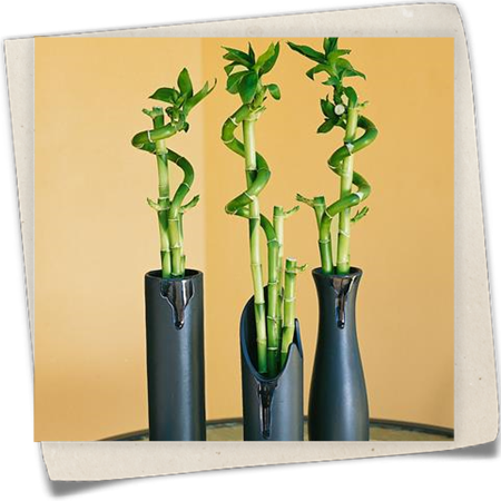 Glücksbambus Glücksbambus