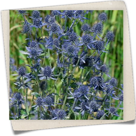 Kleiner Garten-Mannstreu 'Blue Hobbit' Kleiner Garten-Mannstreu 'Blue Hobbit'