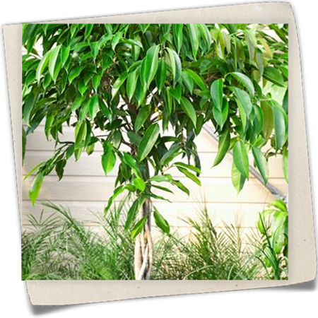 Langblättrige Feige Langblättrige Feige