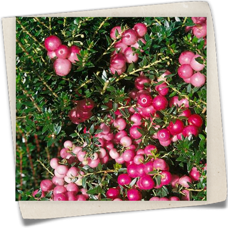 Torfmyrte 'Pink Pearl' Torfmyrte 'Pink Pearl'