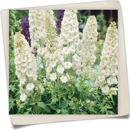 Pacific-Garten-Rittersporn 'Galahad' Pacific-Garten-Rittersporn 'Galahad'