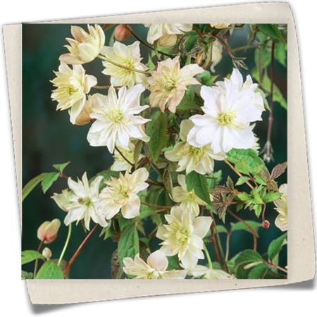 Berg-Waldrebe 'Pleniflora' Berg-Waldrebe 'Pleniflora'