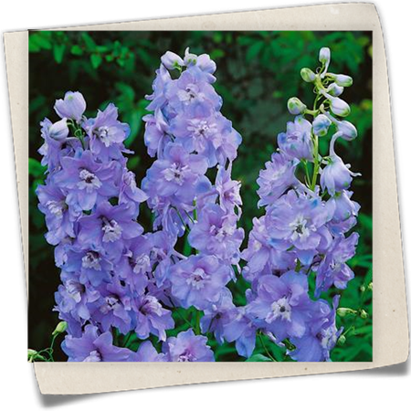 Pacific-Garten-Rittersporn 'Guinevere' Pacific-Garten-Rittersporn 'Guinevere'