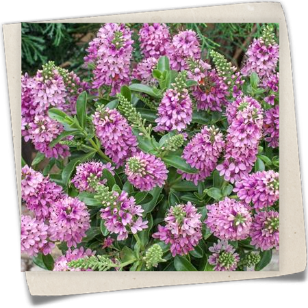 Strauchveronika Strauchveronika