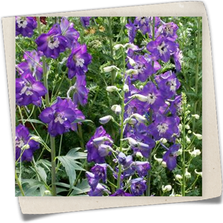 Pacific-Garten-Rittersporn 'King Arthur' Pacific-Garten-Rittersporn 'King Arthur'