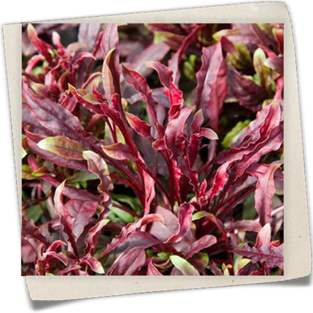 Garten-Prachtkerze 'Gaudi' Garten-Prachtkerze 'Gaudi'