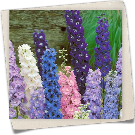 Pacific-Garten-Rittersporn Pacific-Garten-Rittersporn