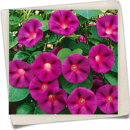 Prunkwinde 'Morning Star' Prunkwinde 'Morning Star'