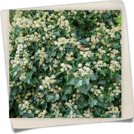 Kaukasischer Strauch-Efeu Kaukasischer Strauch-Efeu