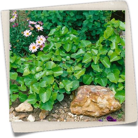 Strauch-Efeu 'Arborescens' Strauch-Efeu 'Arborescens'