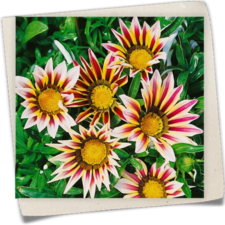 Gazanie 'Daybreak' Gazanie 'Daybreak'