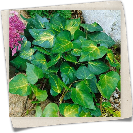 Strauch-Efeu 'Sulphur Heart' Strauch-Efeu 'Sulphur Heart'